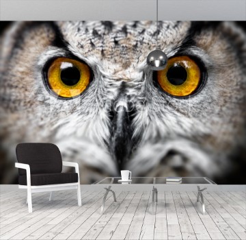 Picture of Owl Portrait owl eyes